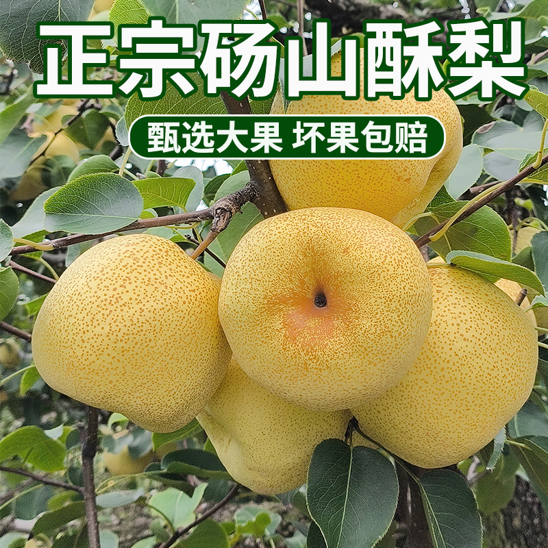 梨子新鲜脆甜包邮10斤水果安徽正宗砀山酥梨产地直发整箱应季现摘