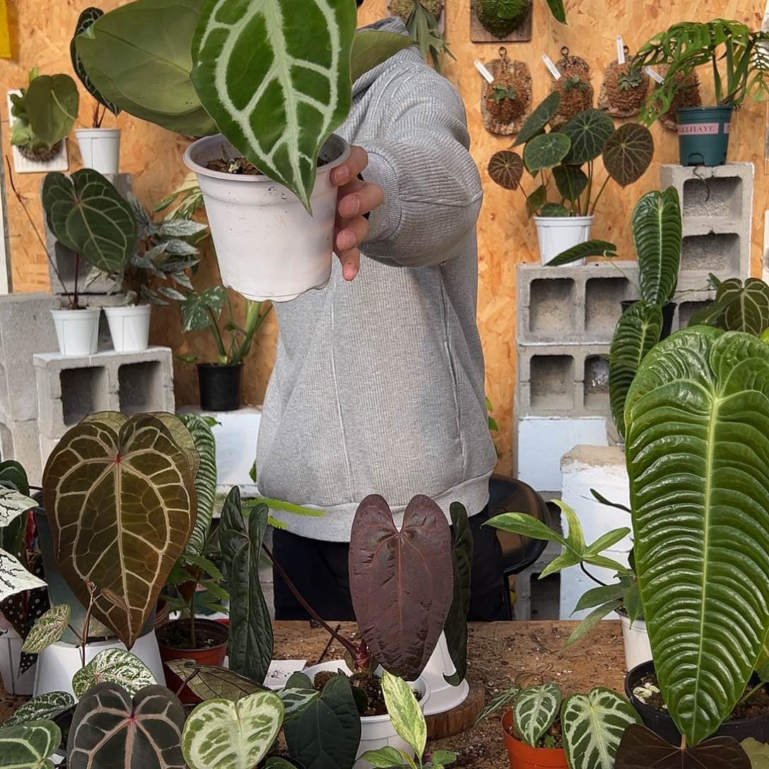 完全开放小颗花烛