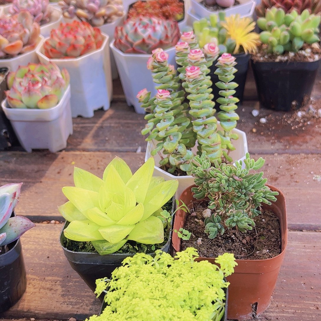 钱串锦➕黄金草➕荧光兔➕黄金雨露