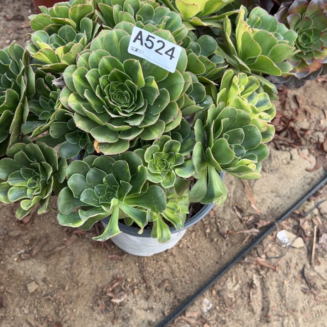 524绿法师多肉植物法师多肉