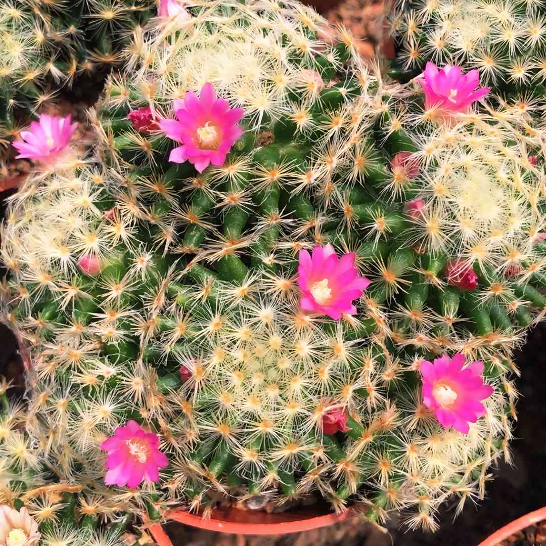 明星仙人球仙人掌软毛无刺红花白花盆栽四季室内绿植阳台防辐射