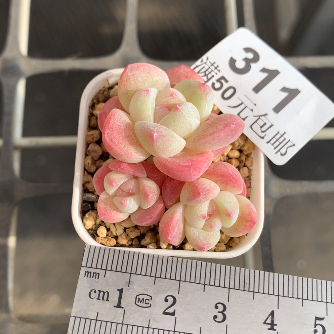 311三头小树冰玉冠服3.5