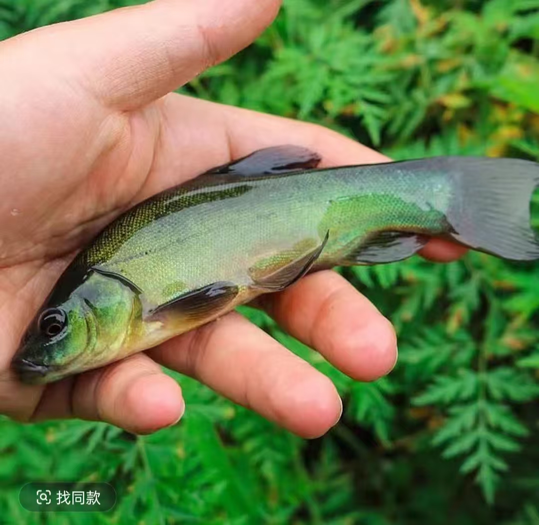 活体鱼四川丁桂鱼观赏水族淡水饲养