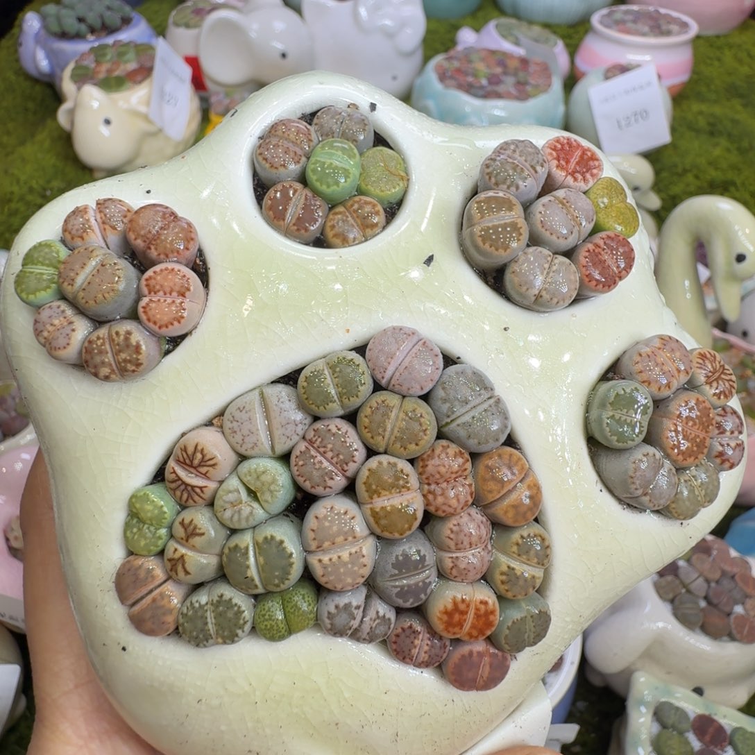多肉植物的福利1300