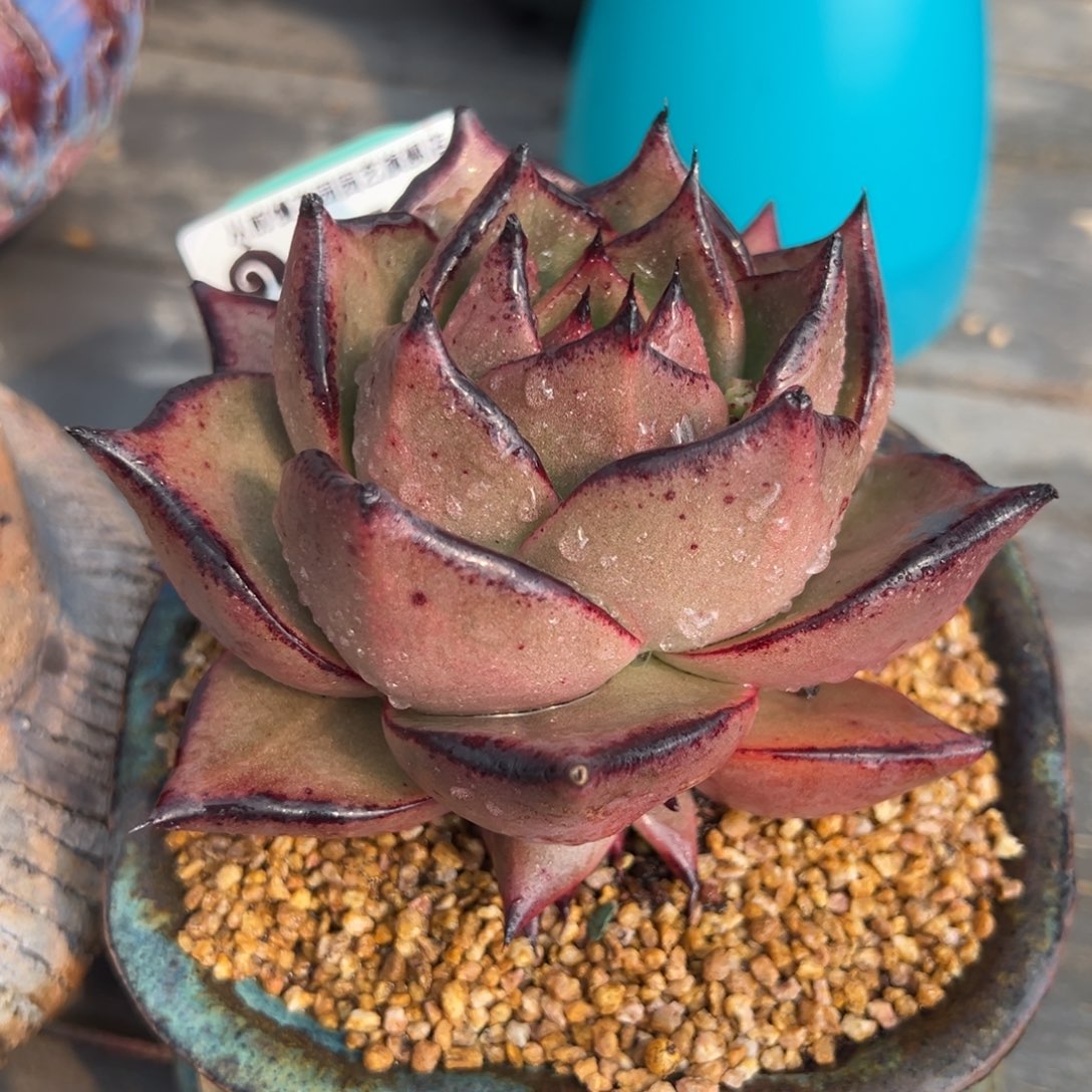 从前慢多肉精选编号0217.199