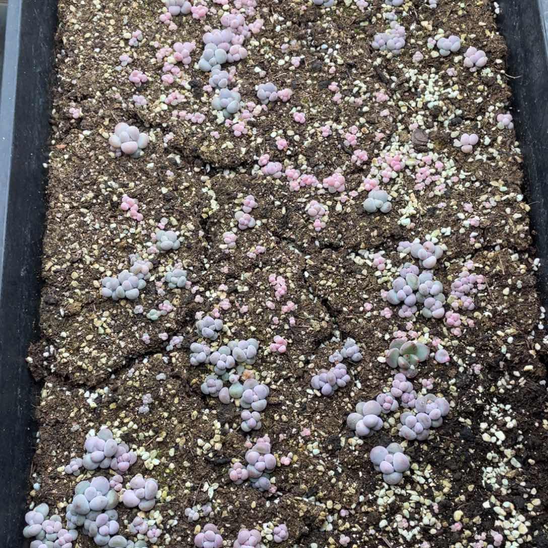 云糖心多肉植物183