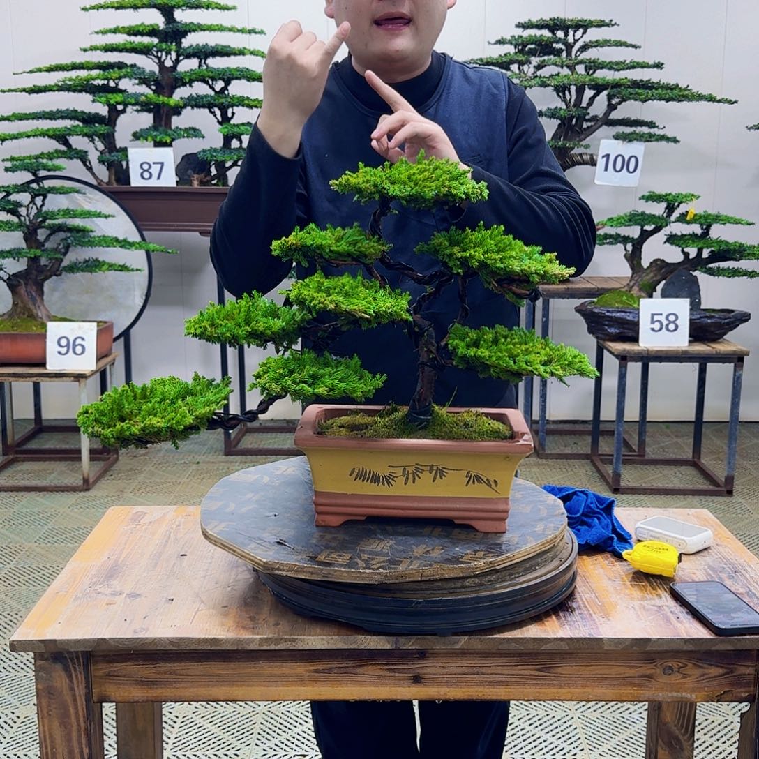 无花朵柏树造型盆景