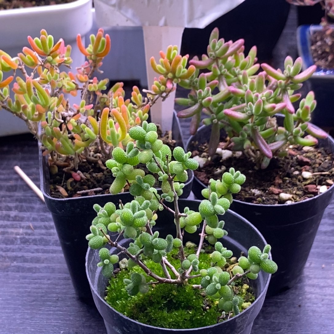 87。荧光兔。红宝石。 糖球。   