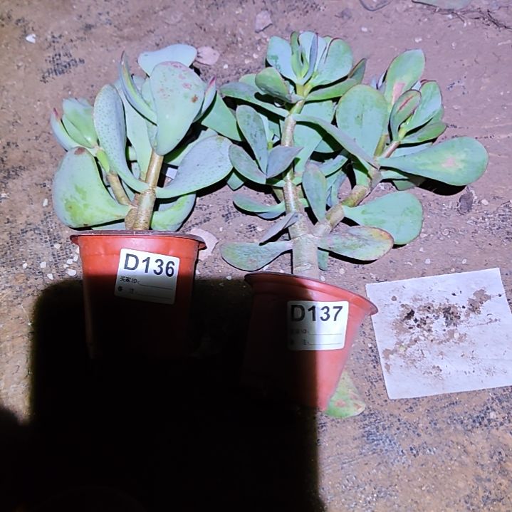 素***颜轮回花月，蓝鸟花月136 137