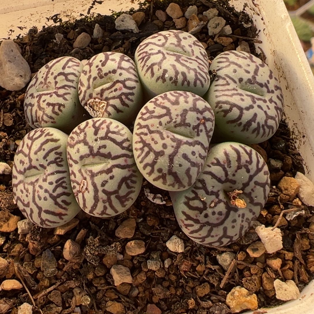 015多肉植物种类多样