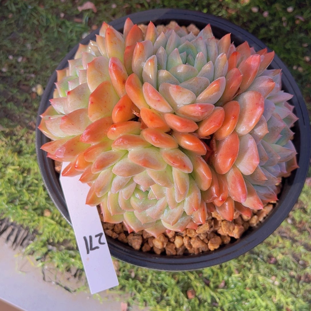 香玉的故事是一个人的故事吗笑