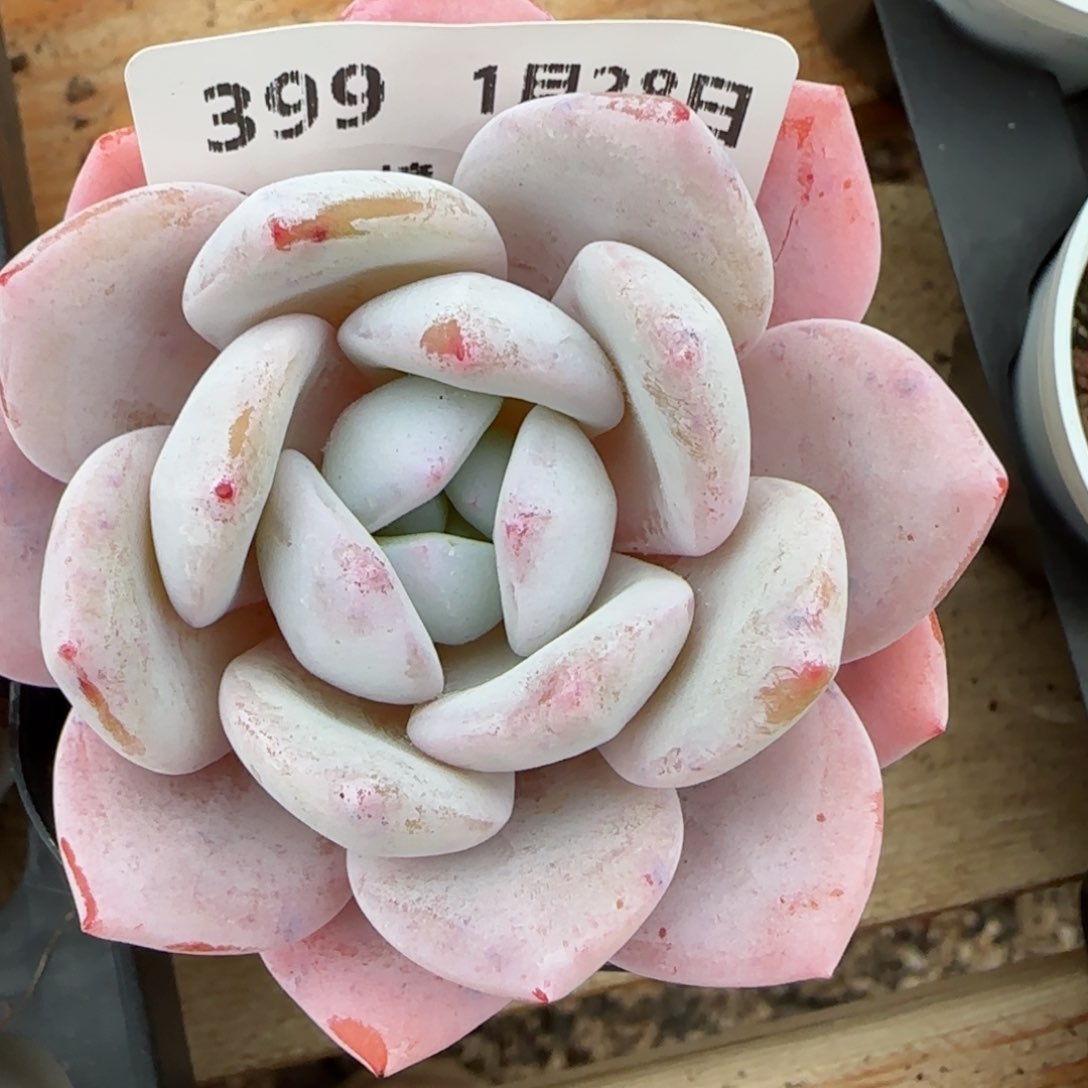 花语逸镜0128-399