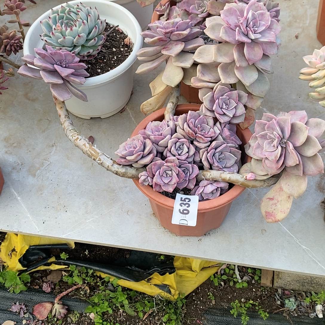 甜*635紫乐多肉植物