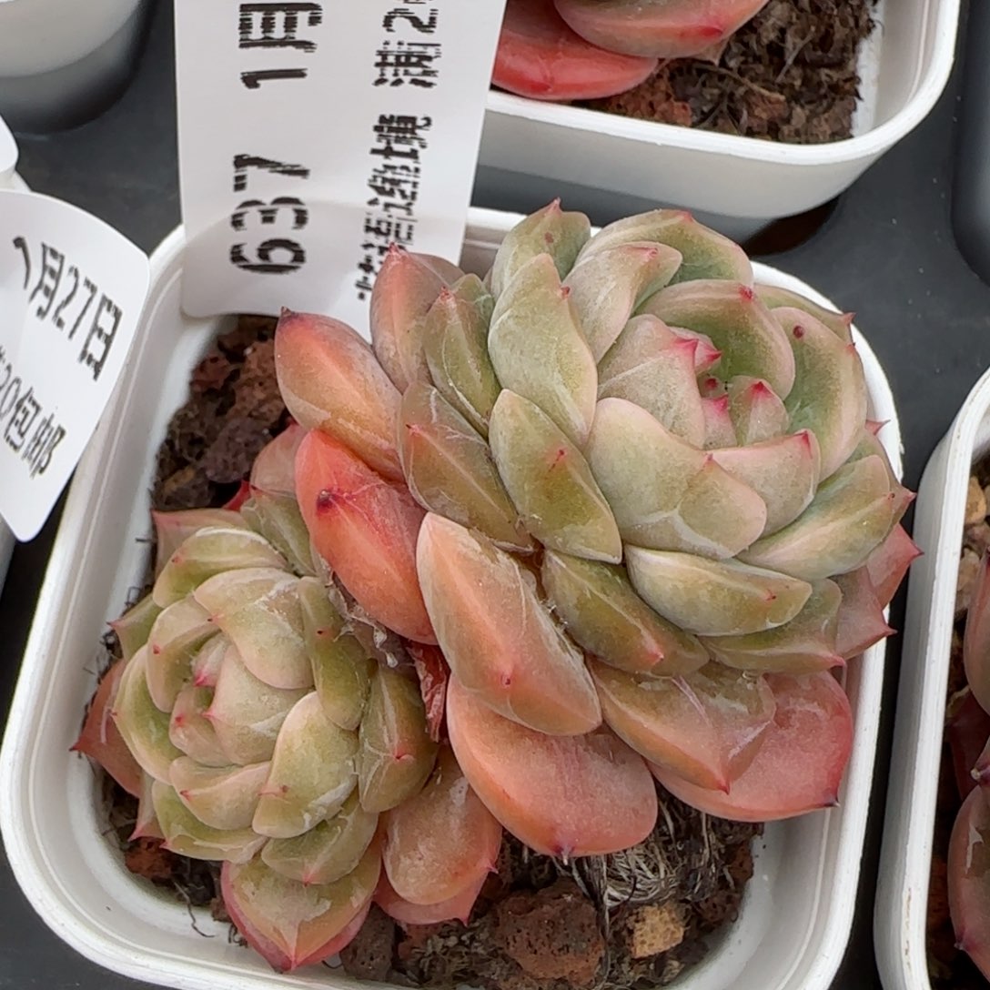 花语逸镜0127-637