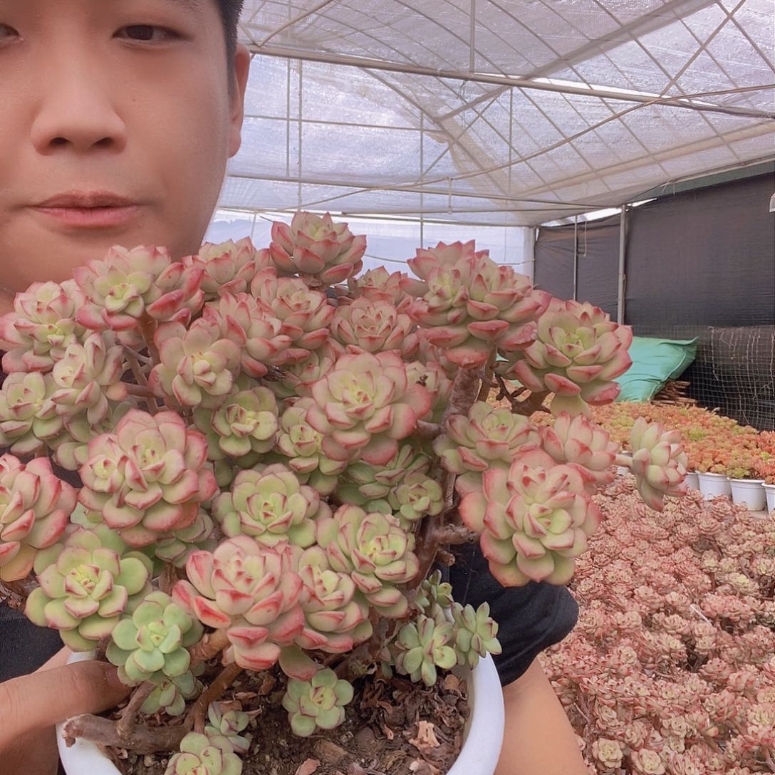 探戈整桩老桩特价