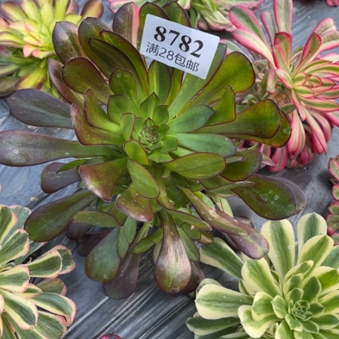 花蝴蝶8782多肉多肉