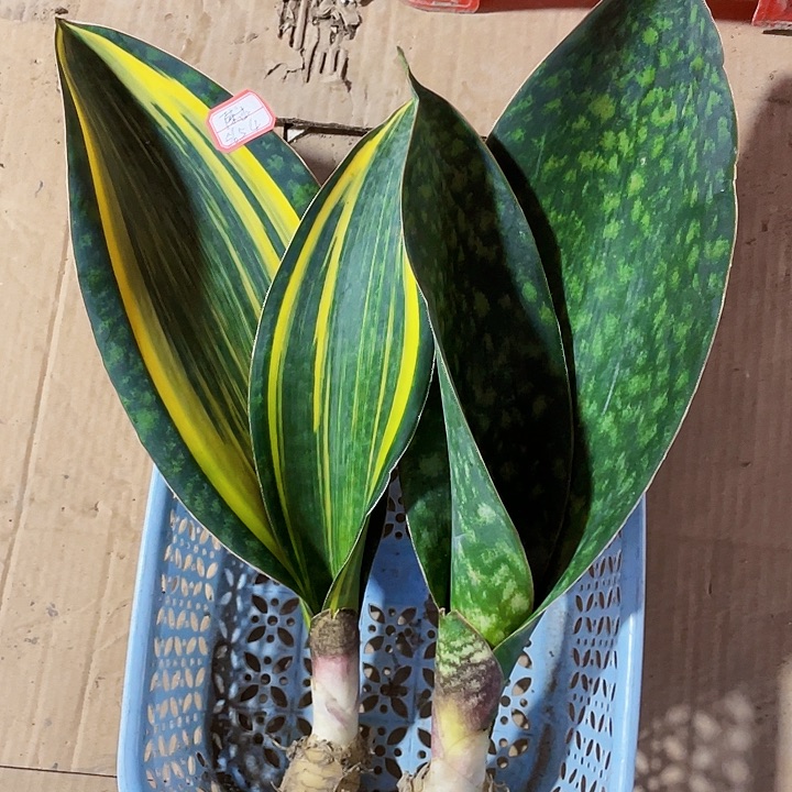 陈***述完全开放宝镜虎皮兰