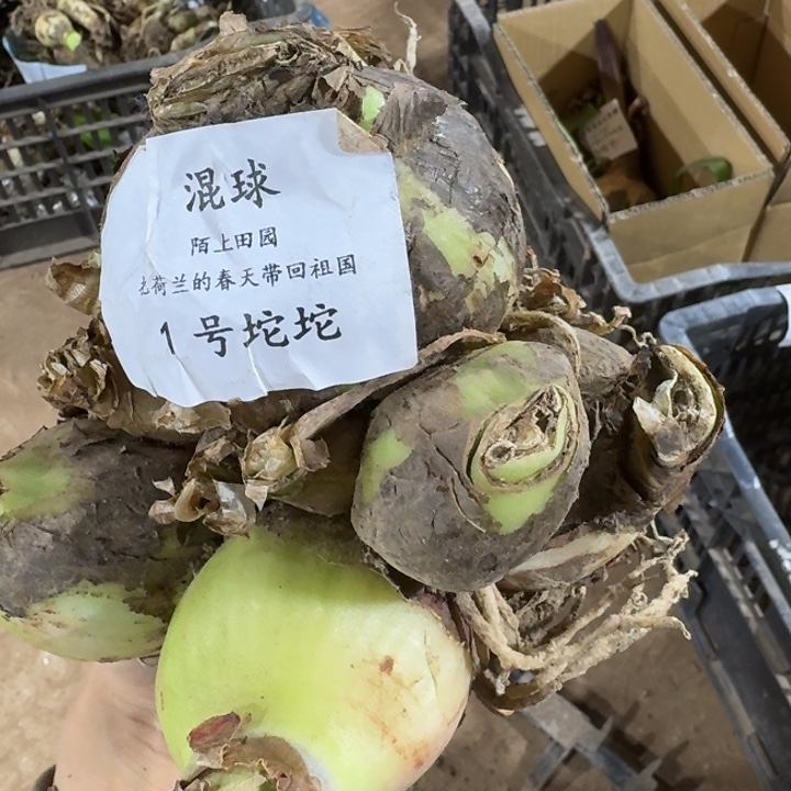 混球1号坨坨闪购发发发