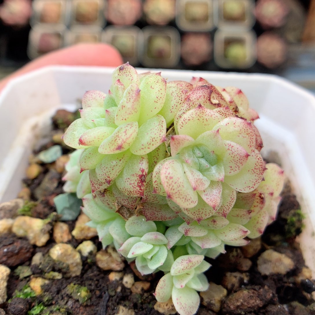 X146定繁编号麦杆B320