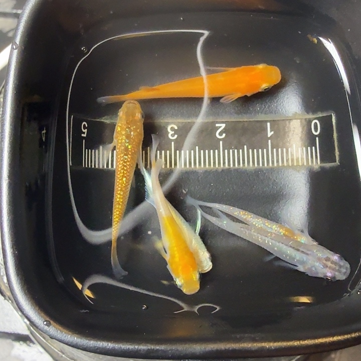 青鳉鱼125号拍品混搭