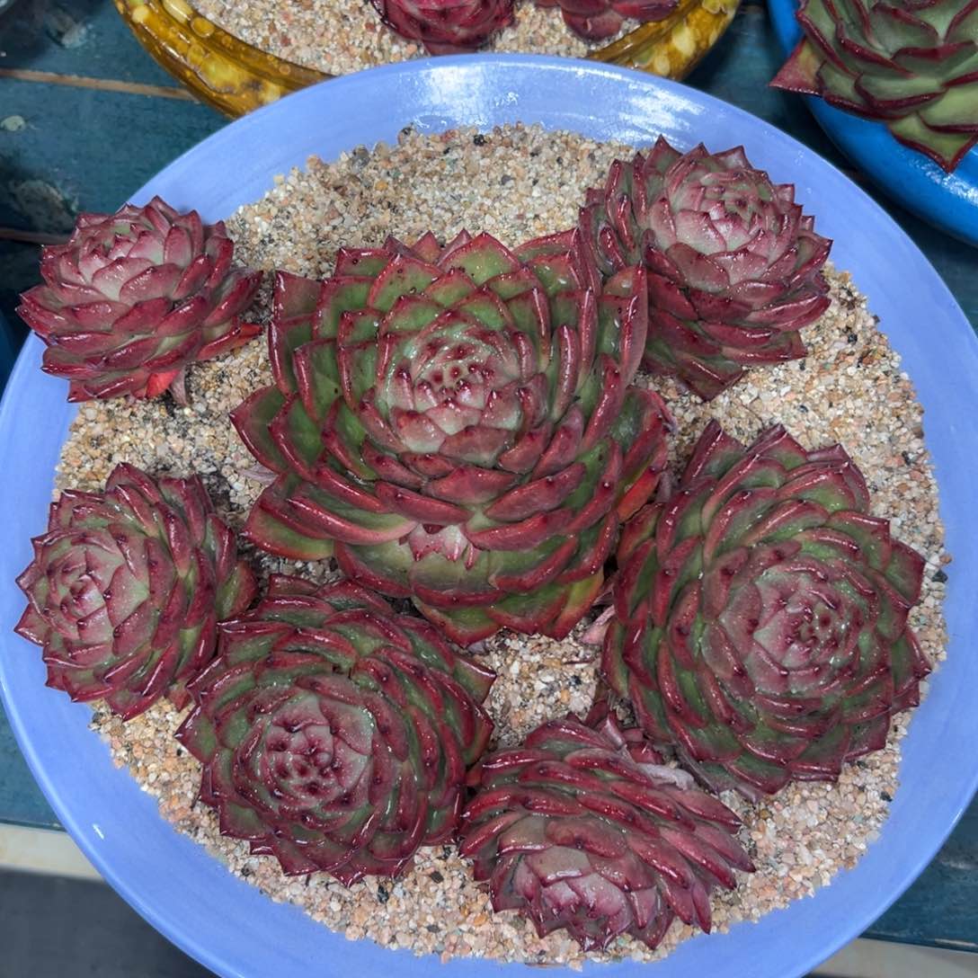 多肉精选编号0116.9999