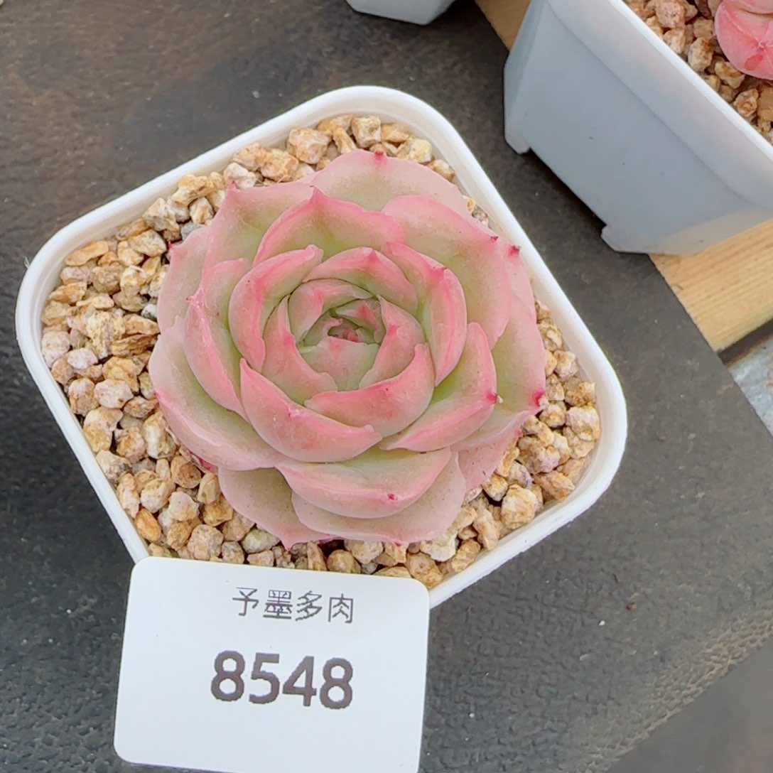 水晶虾饺，8548多肉