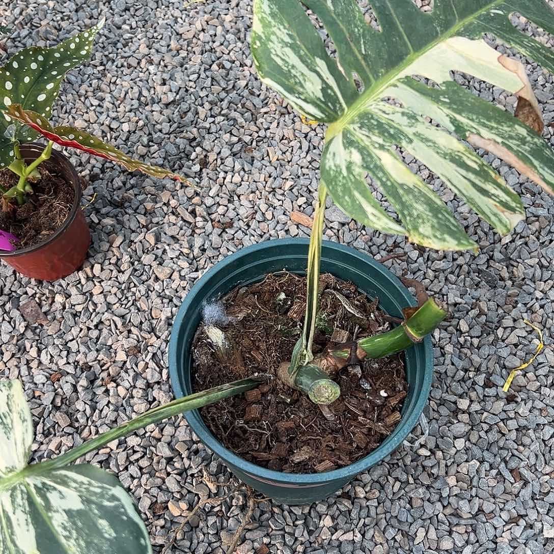 完全开放白龟22222222