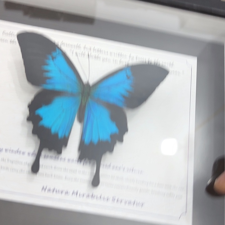 *****蝴蝶标本定制269@