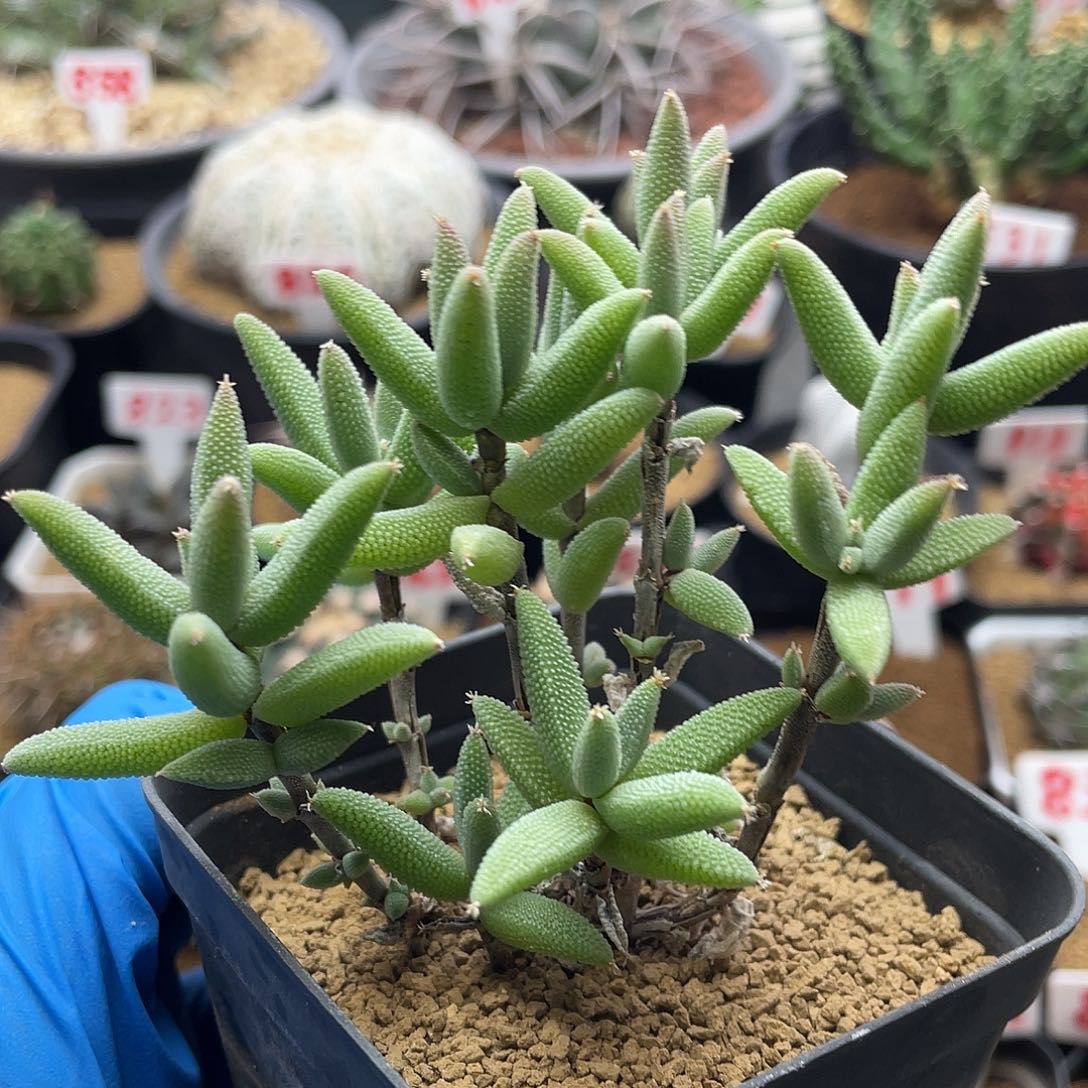 老桩紫花玉米仙人球