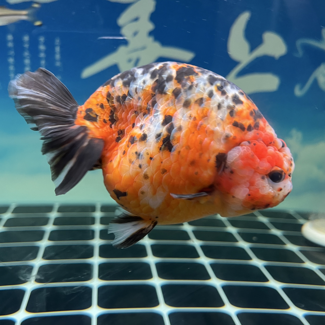 兰寿金鱼冷水观赏鱼苗活体好