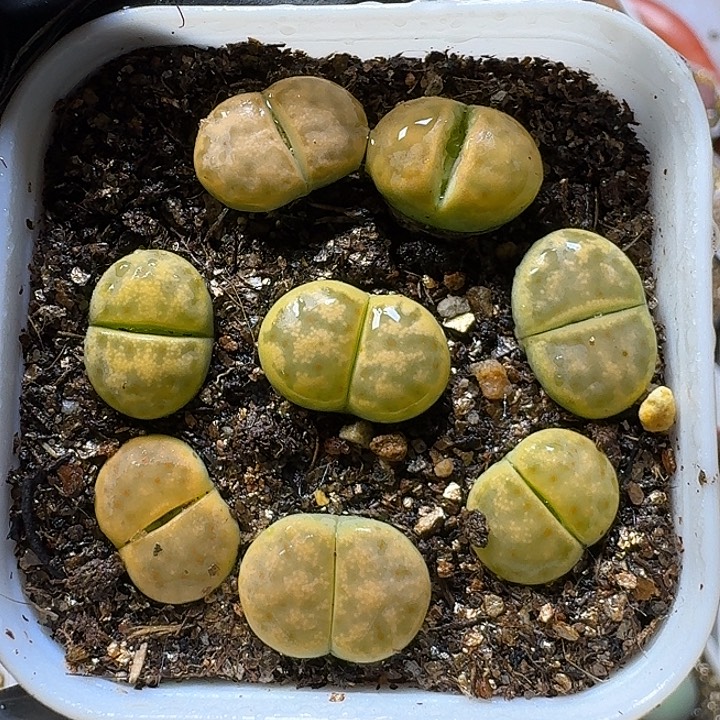 生石花1111111。   福利。  83