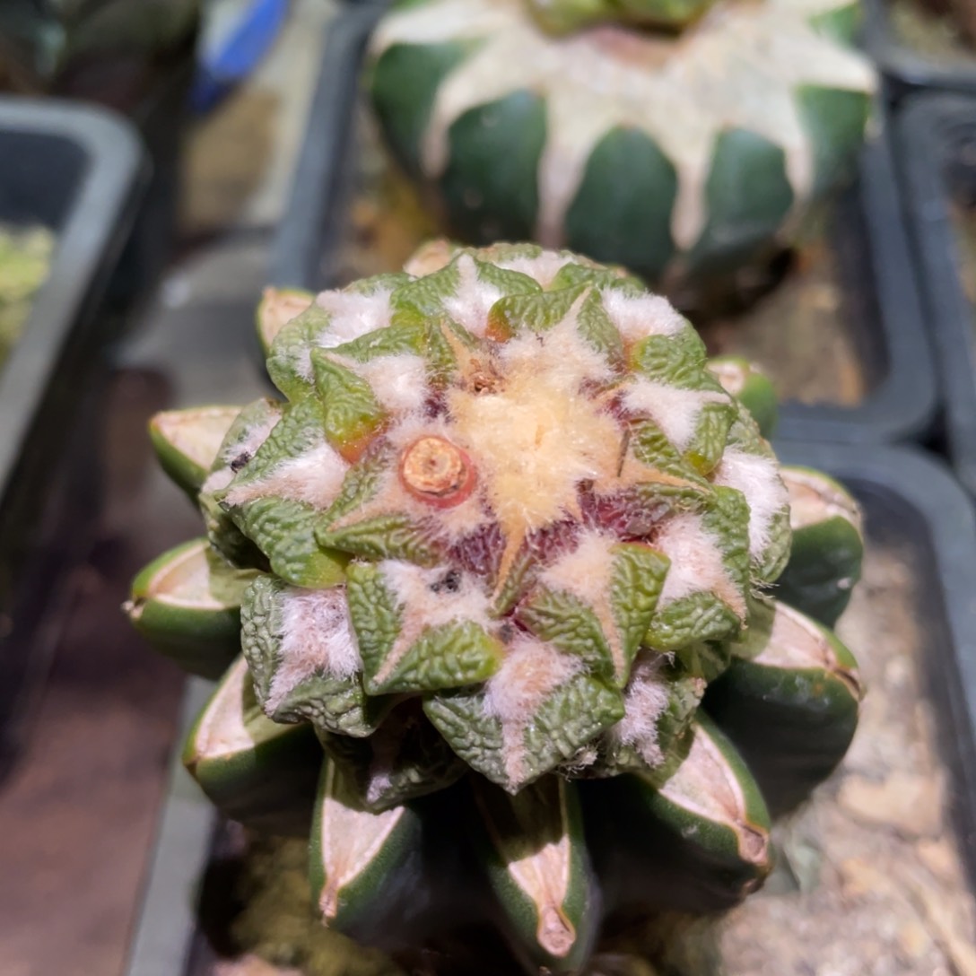 馒头大犹黑牡丹锦仙人球