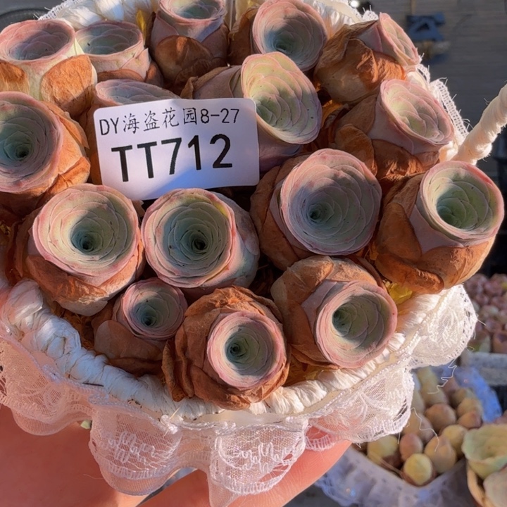 TT712 紫莜绝色双基因蕾丝花篮