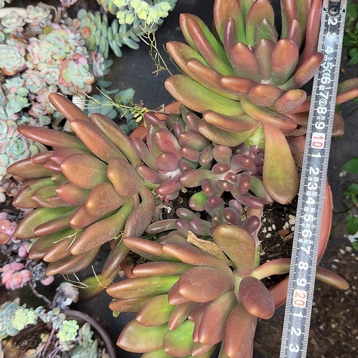 金蝉923 多肉植物一物一拍