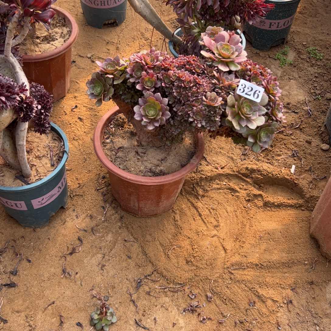 万朵有砍326官府34