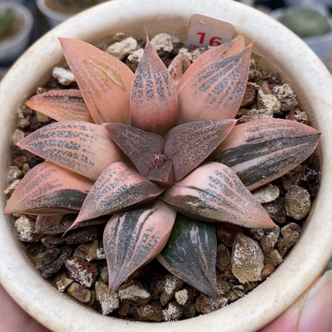 16糊斑玫瑰夫人锦，，，