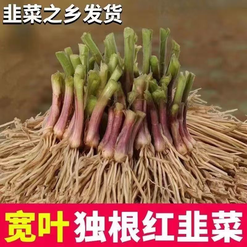 头茬韭菜根大宽叶红根独根韭菜根苗庭院阳台四季皆可种植耐寒好养