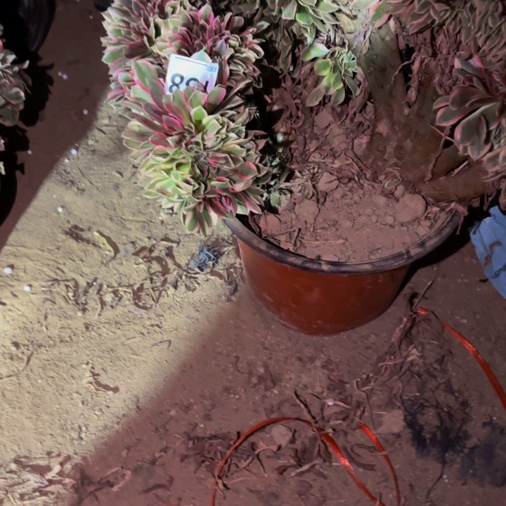 138男神多肉植物不售后瑕疵处理