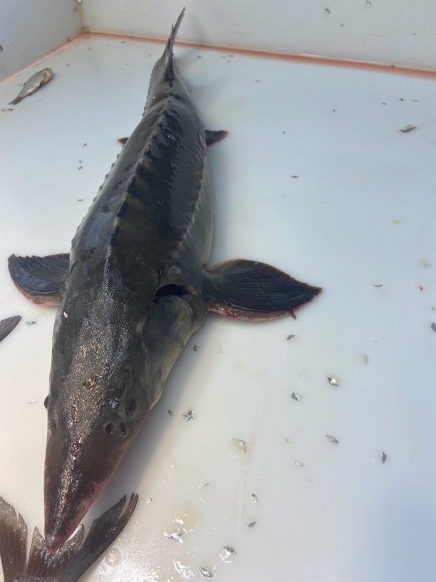 东北江养鲟龙鱼11斤到12斤