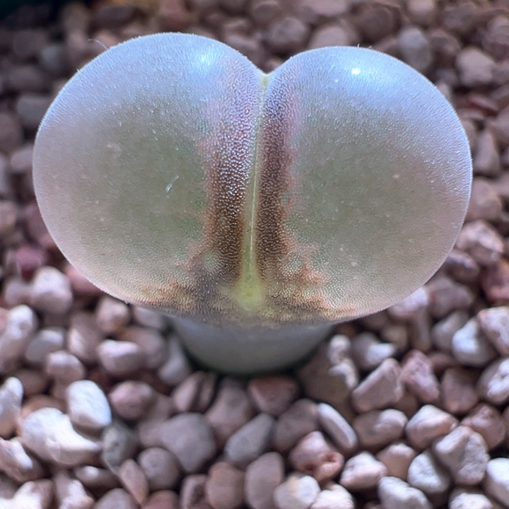 古***阳A422.  优选c10.  终身包对版。  