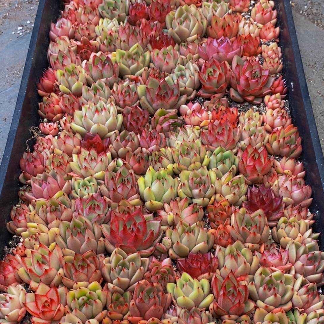 697多人在一起的时候我