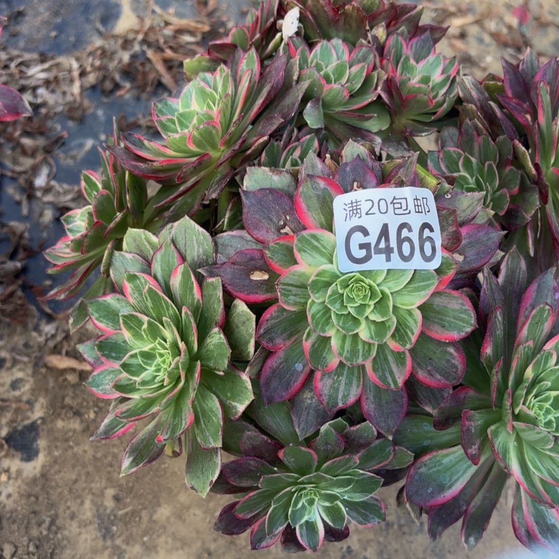 468多肉植物捧花的时候