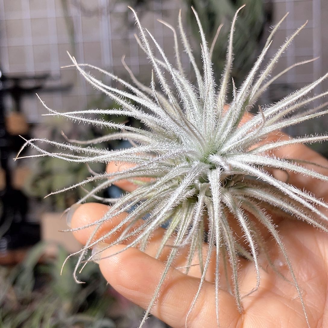 徐***y鸡毛掸子空气凤梨