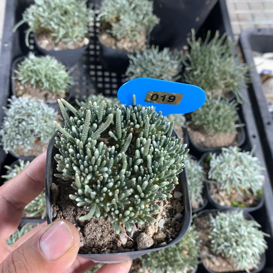 韧锦多肉植物一个