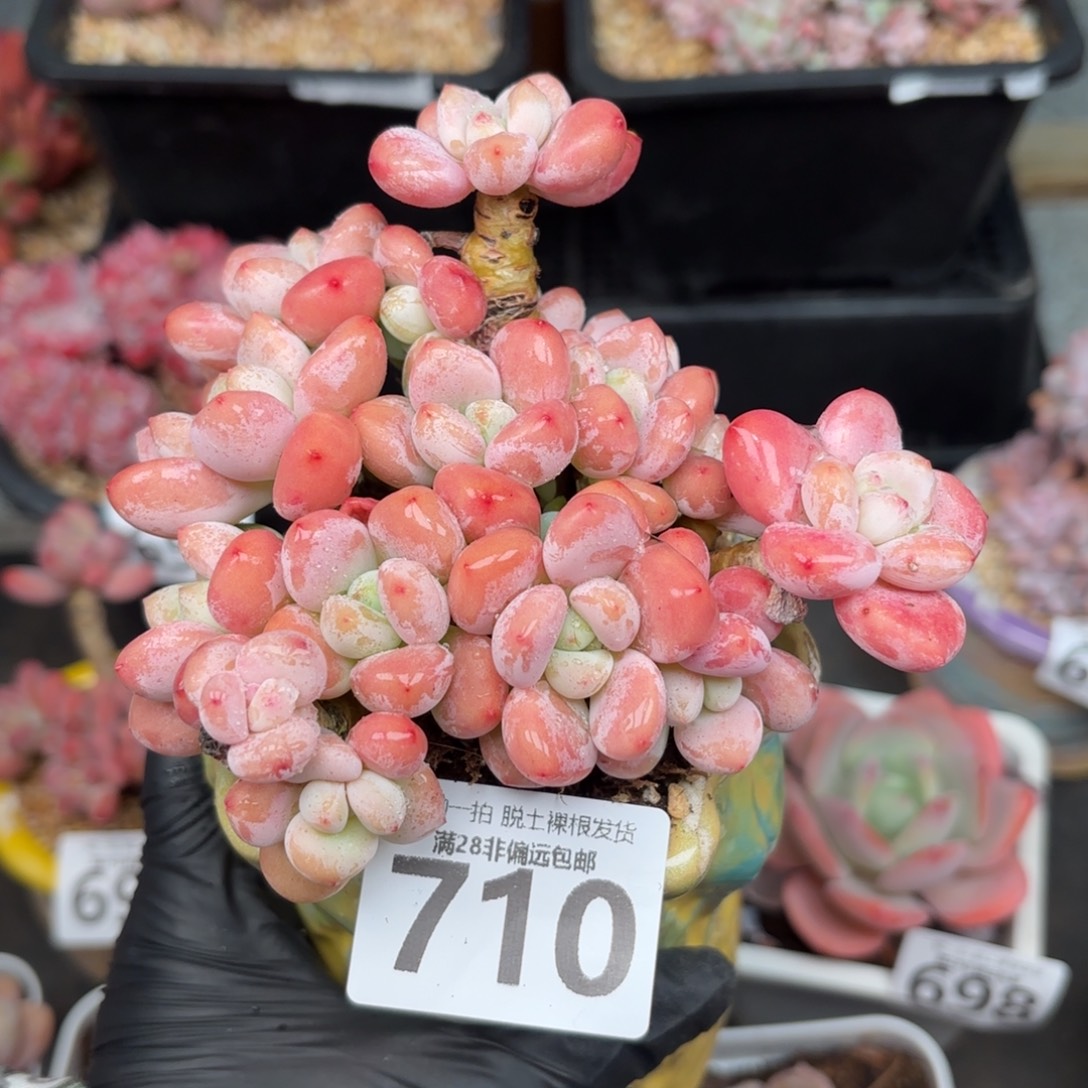 樱花洛神无盆土发货