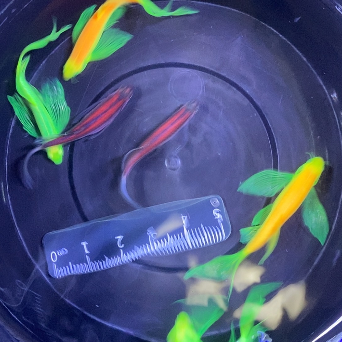斑马鱼蝶翼斑马4厘米以上6条