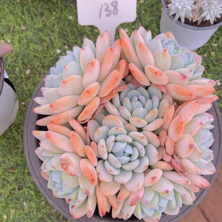 健健康康平平安安