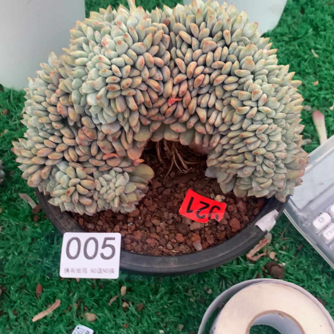 005橙子111111111111