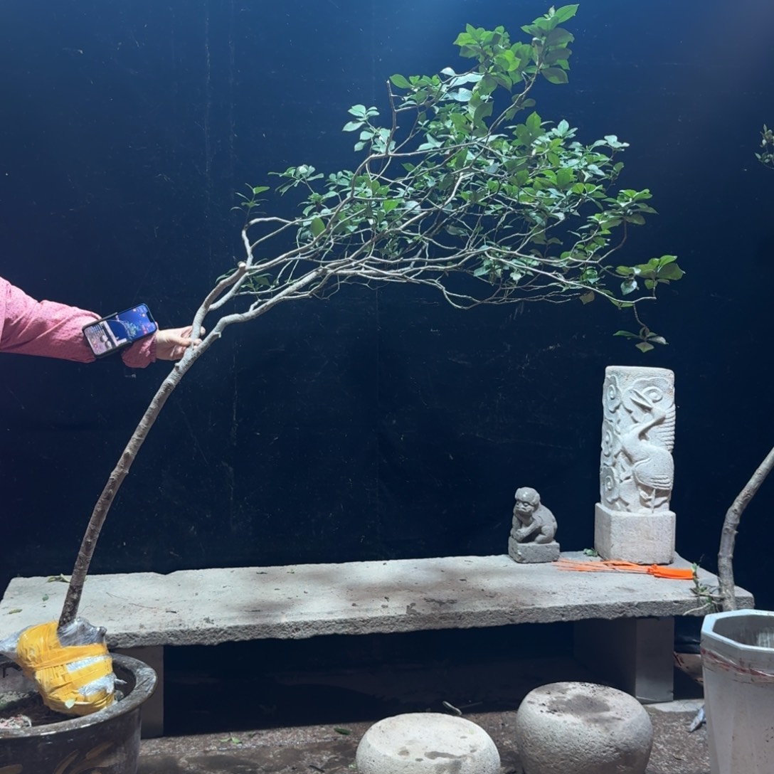 雨***起完全开放栀子花造型树一物一拍