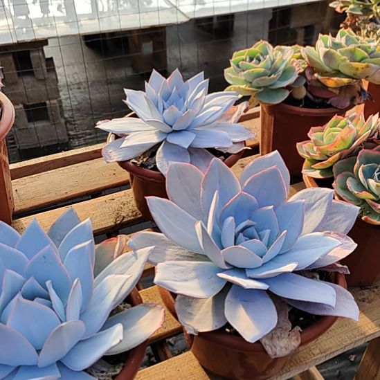 广寒宫多肉大白狗子